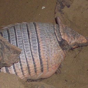 Six-banded armadillo