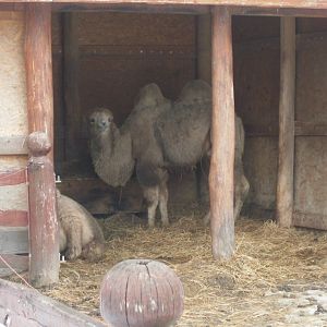Bactrian camel indoor exhibit