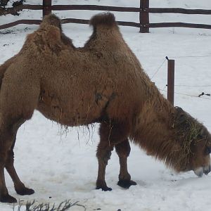 Bactrian camel