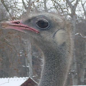 Ostrich-head