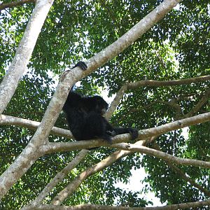 Singapore Zoo 2008 - Siamang at the Treetops Trail