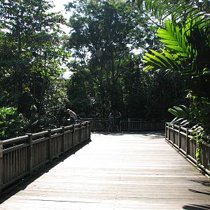 Singapore Zoo 2008 - Pathway at the Treetops Trail