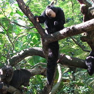 Singapore Zoo 2008 - White-faced Sakis at the Treetops Trail