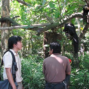 Singapore Zoo 2008 - Visitors view White-faced Sakis at the Treetops Trail