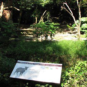Singapore Zoo 2008 - Chinese Goral exhibit