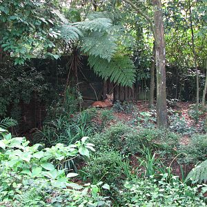 Singapore Zoo 2008 - Part of the Maned Wolf exhibit