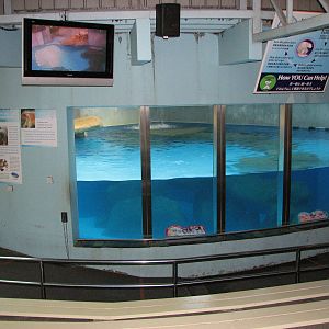 Singapore Zoo 2008 - Front of the Polar Bear exhibit