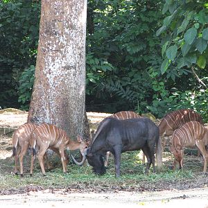 Singapore Zoo 2008 - Nyala and Black Wildebeest