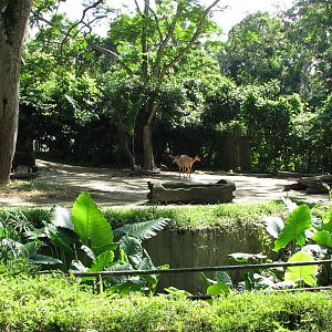 Singapore Zoo 2008 - Exhibit for Nyala and Black Wildebeest in Wild Africa