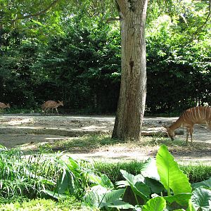 Singapore Zoo 2008 - Exhibit for Nyala and Black Wildebeest in Wild Africa