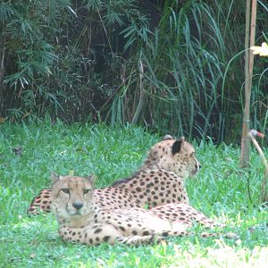 Singapore Zoo 2008 - Cheetahs