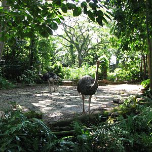 Singapore Zoo 2008 - Ostrich exhibit