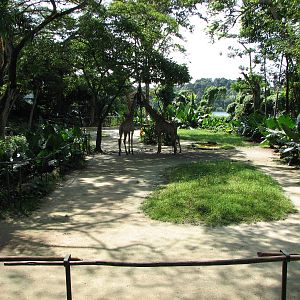 Singapore Zoo 2008 - Giraffe exhibit