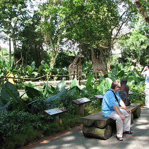 Singapore Zoo 2008 - Visitors in front of the Giraffe exhibit