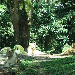 Singapore Zoo 2008 - African Lion cubs