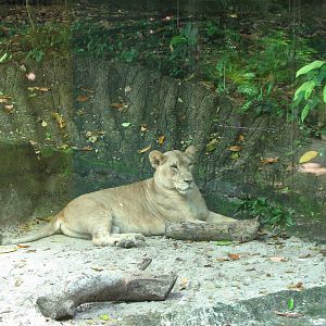 Singapore Zoo 2008 - African Lioness