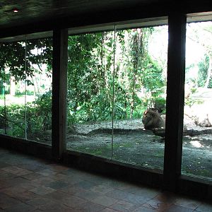 Singapore Zoo 2008 - Male Africa Lion seen through the indoor viewing