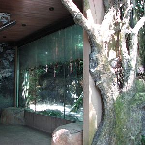 Singapore Zoo 2008 - Front of Sri Lankan Leopard