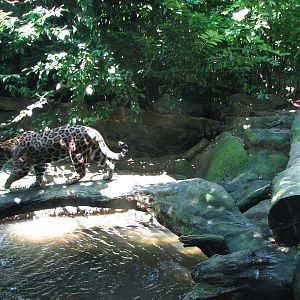 Singapore Zoo 2008 - Inside the Jaguar exhibit