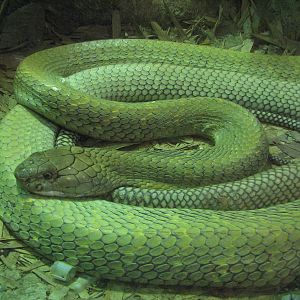 Singapore Zoo 2008 - King Cobra in the Snake House