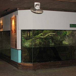 Singapore Zoo 2008 - King Cobra exhibit in the Snake House