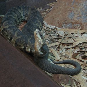 Singapore Zoo 2008 - Cottonmouth in the Snake House