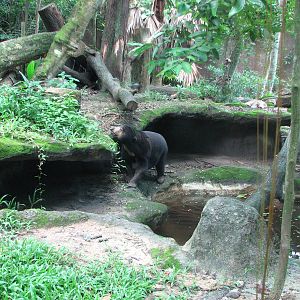 Singapore Zoo 2008 - Malayan Sun Bear