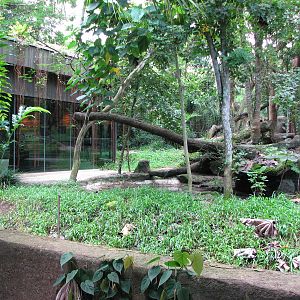 Singapore Zoo 2008 - View into the Malayan Sun Bear exhibit
