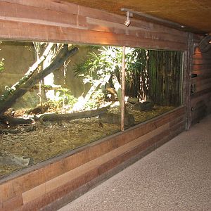 Singapore Zoo 2008 - Leopard Cat exhibit in the Critters Longhouse