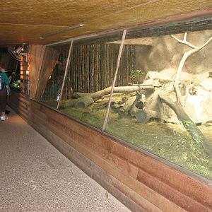 Singapore Zoo 2008 - South African Ground Squirrel exhibit in the Critters
