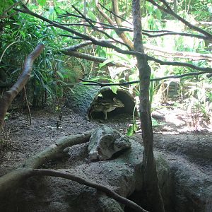 Singapore Zoo 2008 - Spotted Mousedeer in the Critters Longhouse