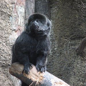 Singapore Zoo 2008 - Goeldis Monkey in the Critters Longhouse