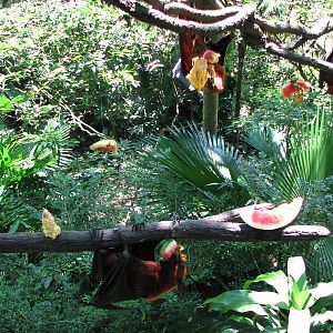 Singapore Zoo 2008 - Malayan Fruit Bat in the Bio Dome