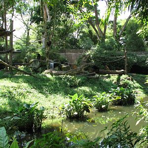 Singapore Zoo 2008 - Chimpanzee exhibit