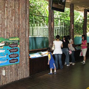 Singapore Zoo 2008 - Indo-Pacific Estuarine Crocodile exhibit in the Bornea