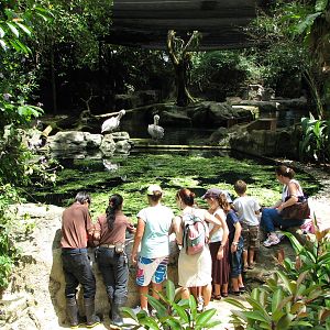 Singapore Zoo 2008 - Visitors get to feed the Caribbean Manatees