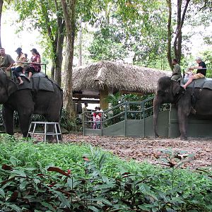 Singapore Zoo 2008 - Elephant ride