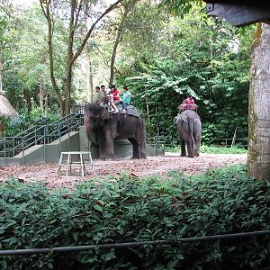 Singapore Zoo 2008 - Elephant ride