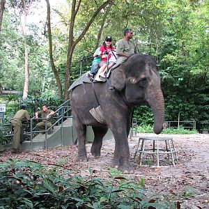 Singapore Zoo 2008 - Elephant ride
