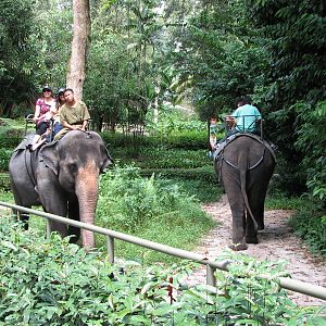 Singapore Zoo 2008 - Elephant ride