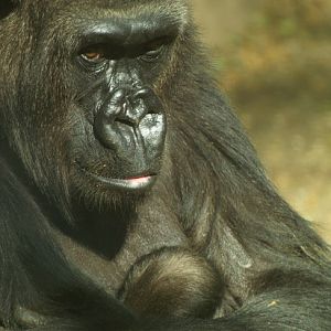 Baby Gorilla - Zoo Barcelona