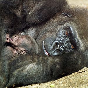 Baby Gorilla - Zoo Barcelona
