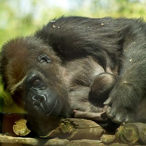 Baby Gorilla - Zoo Barcelona
