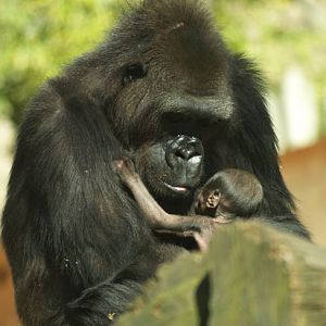 Baby Gorilla - Zoo Barcelona