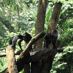 Singapore Zoo 2008 - Lion-tailed Macaque in Primate Kingdom