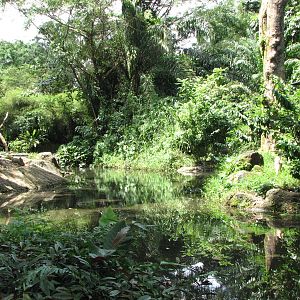 Singapore Zoo 2008 - Water moat in Primate Kingdom