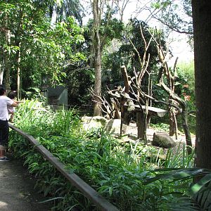 Singapore Zoo 2008 - Brown Capuchin exhibit in Primate Kingdom