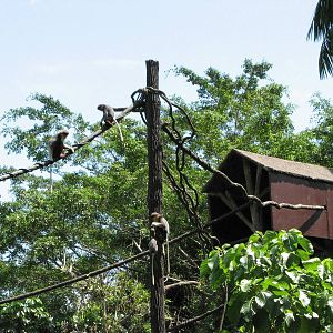 Singapore Zoo 2008 - Douc Langurs in Primate Kingdom