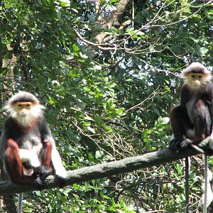 Singapore Zoo 2008 - Douc Langurs in Primate Kingdom