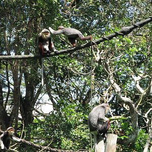 Singapore Zoo 2008 - Douc Langurs in Primate Kingdom